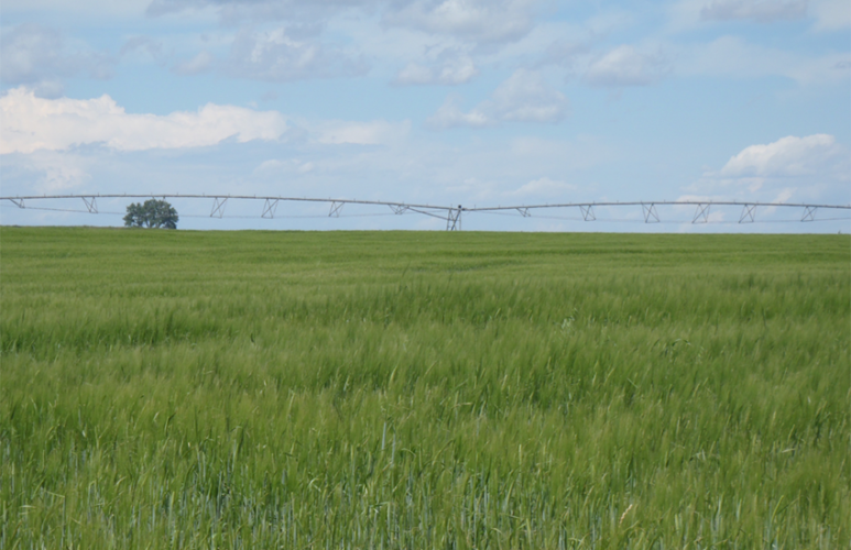Investment Merits of Farmland