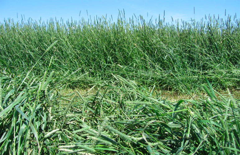 Canada’s Forage Crop